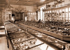 Rows of glass museum display cases with antlers and taxidermy mounted aroudn the walls.
