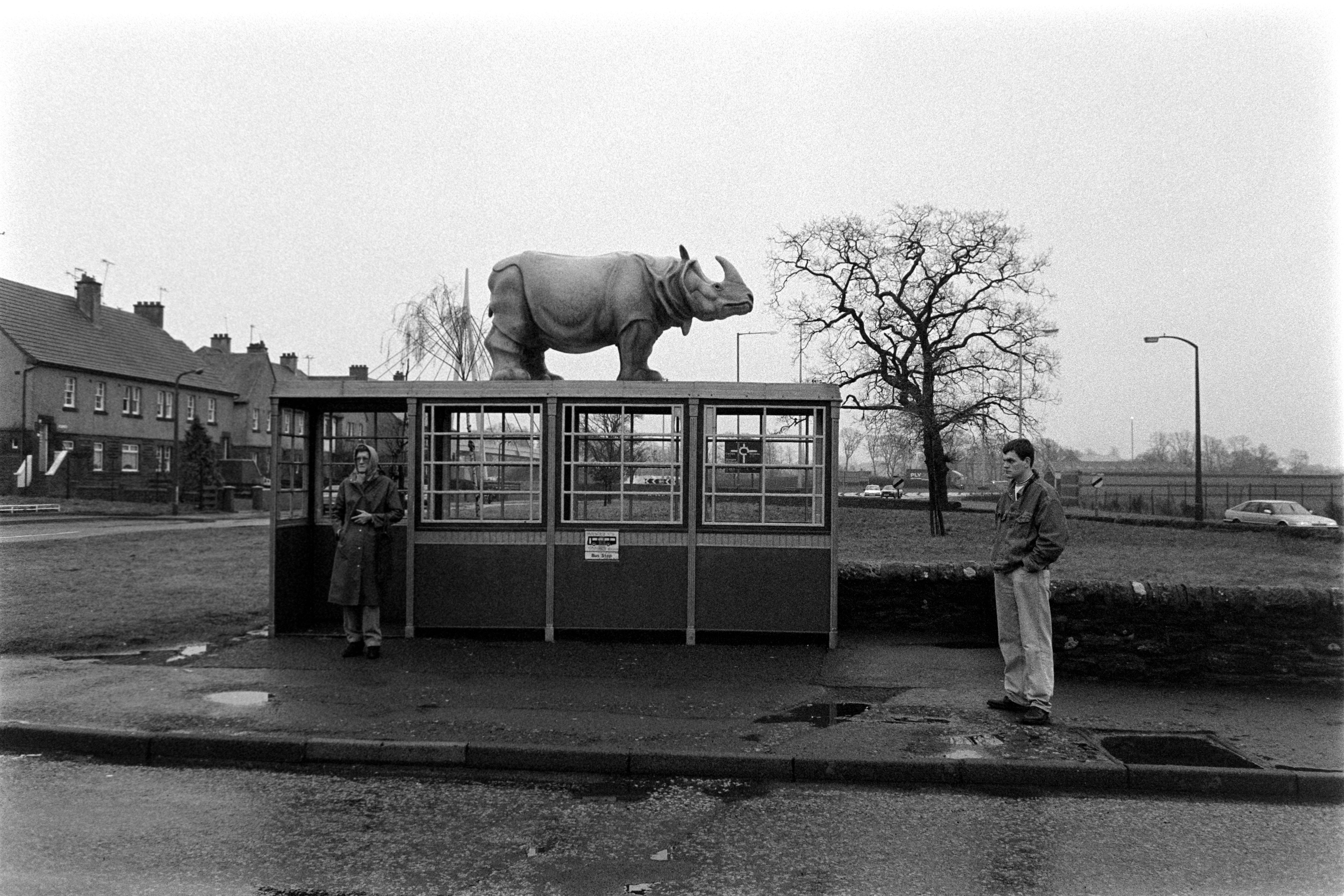 A rhinoceros on top of a bus stop.