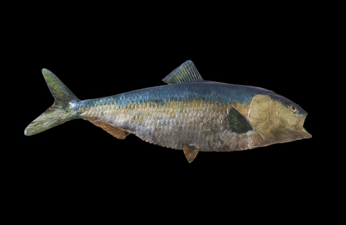 The scan of a fish.