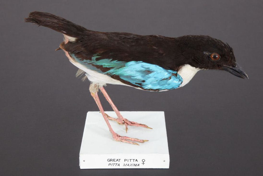 Taxidermy specimen of a blue-winged bird with black coat and white front.