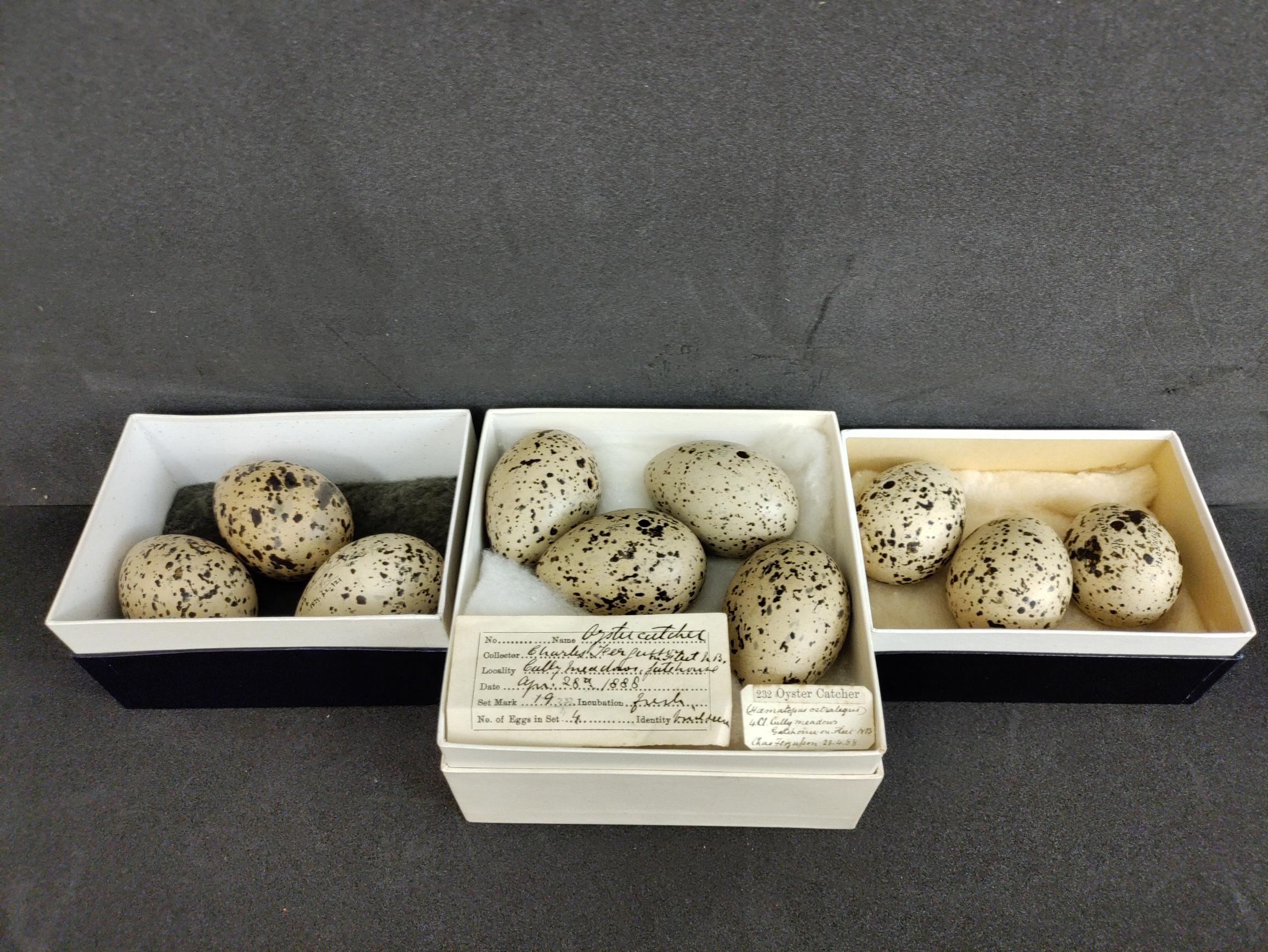 Ten speckled eggs in three boxes.